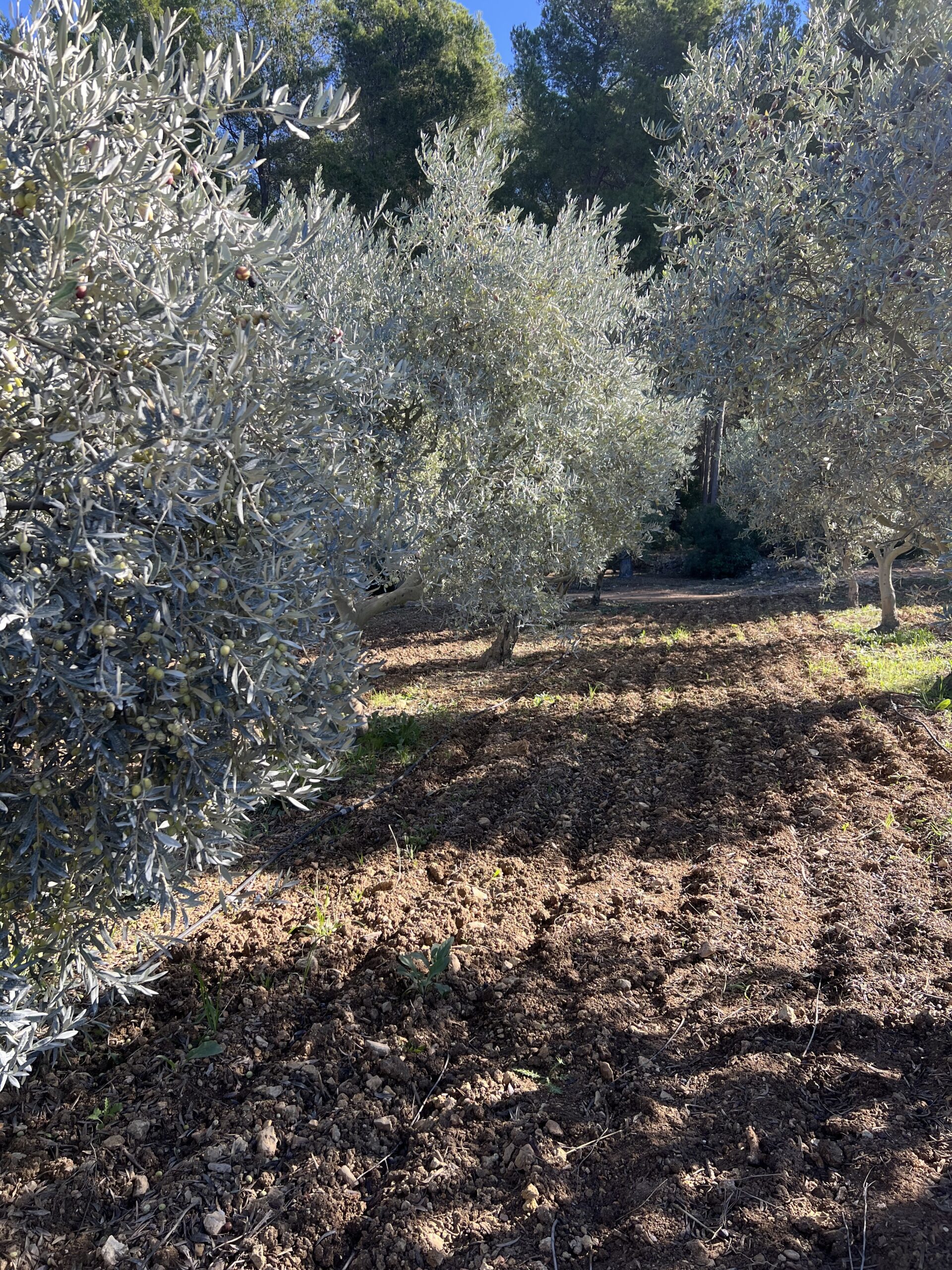 JDO-patrimoine-font-de-fillol-2025IMG_9731