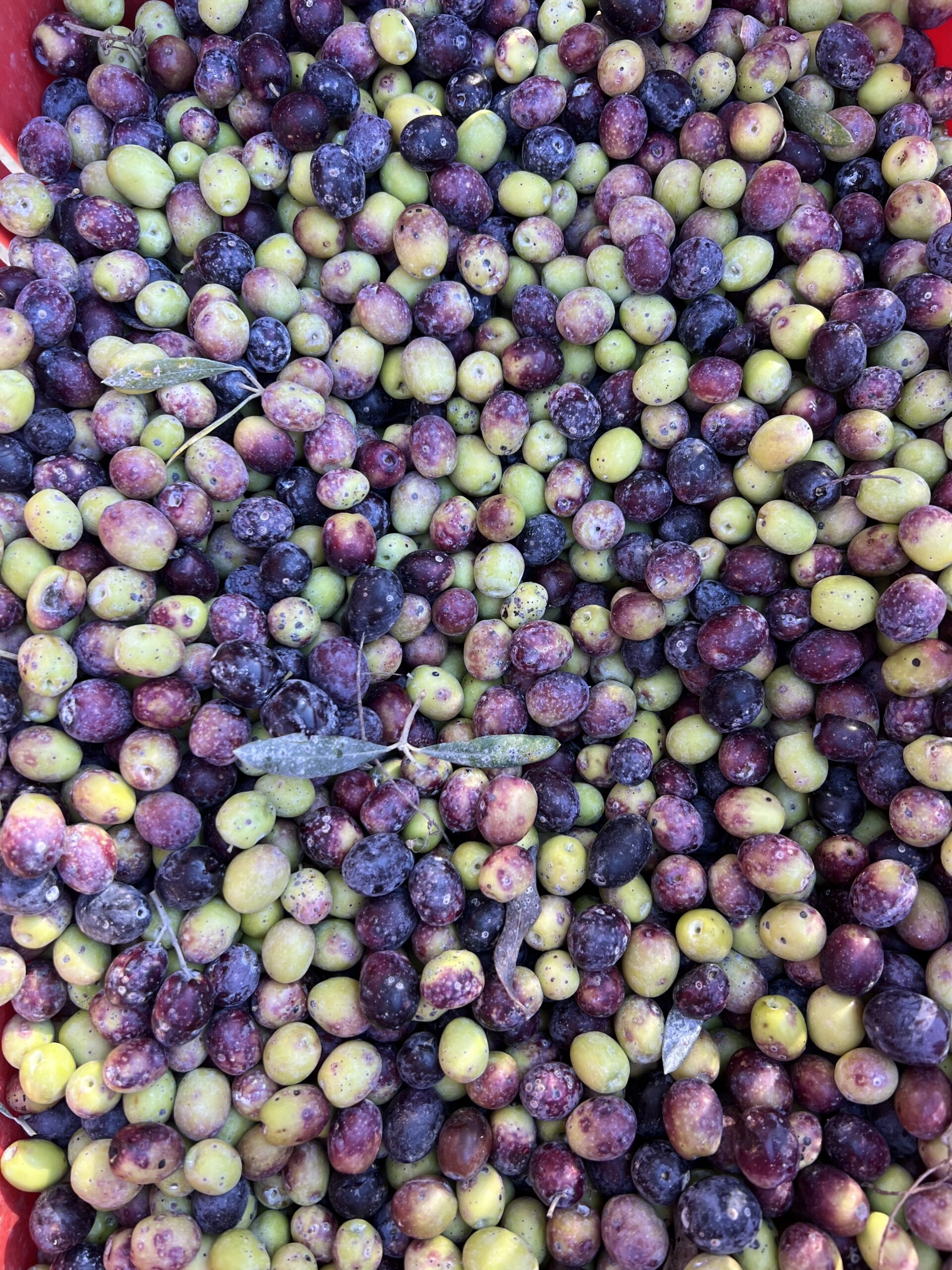 JDO-patrimoine-font-de-fillol-2025IMG_9734